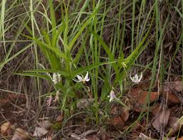 Image result for Walleria nutans