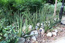 Image result for Marsdenia angolensis