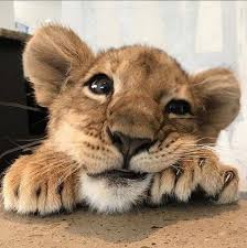 This Cute Baby Wish You To Have A Good Day Photo From Africansafariconnection Page Like It Share With Us Your Thoug In 2020 Cute Animals Baby Animals Animals