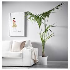 Image result for Howea forsteriana