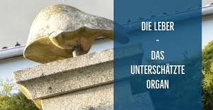 Sie haben für zu hause. Die Leber Das Unterschatzte Organ Addiction