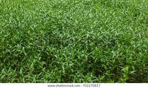 Image result for Enydra