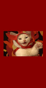 Image Shared By L0ve Find Images And Videos About Grunge Red And Cat On We Heart It The App T Cat Wallpaper Cute Cat Wallpaper Cute Wallpapers