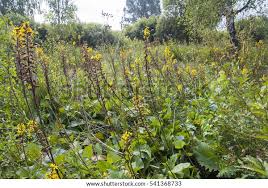 Image result for Ligularia sibirica