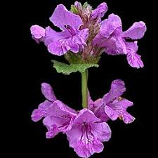 Image result for Tristachya superba