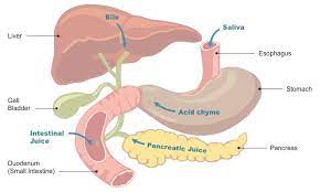 Digestive Juices Bioninja