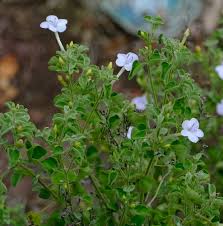 Image result for Barleria holubii
