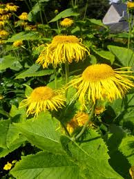 Yellow perennials can be some of the most beautiful plants in your garden, and best of all they don't require yearly planting. Inula Magnifica Giant Inula Devon Pond Plants