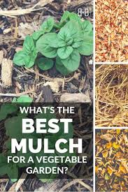 What S The Best Mulch For Vegetable Gardens Bee And Basil Mulch For Vegetable Garden Organic Vegetable Garden Garden Mulch