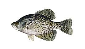 The dorsal fin has a large black spot at its base and may have a second, more distal, yellow spot. Crappie Speckled Perch Black Crappie White Crappie Fish Species