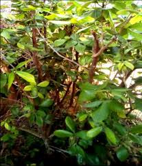 Image result for Vepris