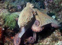 Kraken Wikipedia