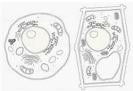 5th year kid, save this website for 6th & 7th grade. Plant And Animal Cells Science Quizizz