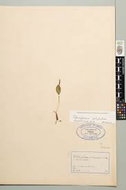 Image result for Ophioglossum polyphyllum