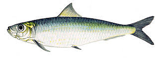 Add the 1 tbsp olive oil to the sardine oil. Sardines Low Carb High Fat Lunch In A Tin