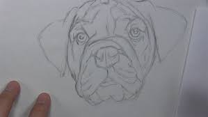 Then draw the rough contours of the nostrils. How To Draw A Dog Face With Realistic Features Let S Draw Today