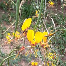 Image result for Cleome angustifolia