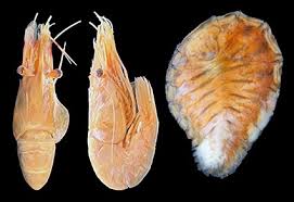 Image result for Cyclocotyla