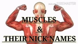There is one deltoid muscle over each shoulder joint. Muscles Their Nick Names Youtube