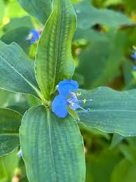 Image result for Commelina africana