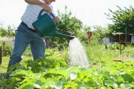 The general rule is to water plants at ground level rather than using a sprinkler, which can leave water on the foliage. Yard And Garden Properly Watering Your Garden News