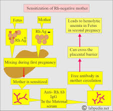 Image result for Direct Coombs