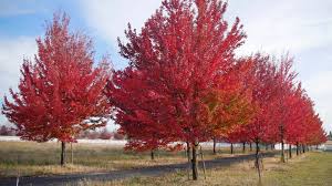 Jan 03, 2015 · all varieties of this flowering tree will grow well when planted in full sun and well draining soil, but certain varieties do better in certain climates and growing zones. 9 Trees That Can Survive Flooding Arbor Day Blog