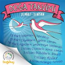 Bulbullerin Otme Zamani Bugday Ekolojik Yasam Kapisi