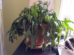 Through evolution these special plants have adapted ways it is a misconception that cacti actually live in true deserts where the ground is all sand. Am I Administering Too Much Or Too Little Water Cactus