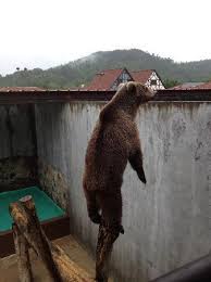 Huckleberry cabin is in the heart of sautee nacoochee. Bear Feeding In Helen Picture Of Black Forest Bear Park And Reptile Exhibit Helen Tripadvisor