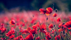 We have a massive amount of hd images that will make your computer or smartphone. Hd Wallpaper Poppy Poppies Poppy Field Flower Field Red Flowers Blossom Wallpaper Flare