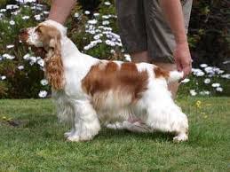 You can also find many variants of your moon manicure. Three Of The Most Popular Haircuts For Your Cocker Spaniel Cuttin Blue Farms