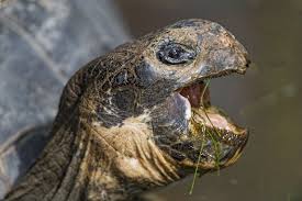 Tortoise With Big Open Mouth