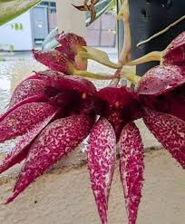 Image result for Bulbophyllum prorepens