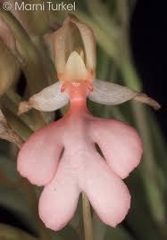 Image result for Habenaria leucotricha