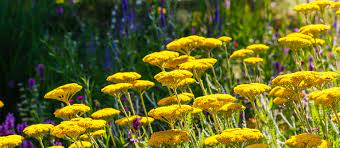 'highland cream'is deer and rabbit resistant and can tolerate moderate foot traffic in pathways. 6 Beautiful And Deer Resistant Perennials Hampton Nursery Landscape