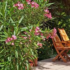 In seiner mediterranen heimat wächst er in der prallen sonne in trockenem, kiesigem boden. Oleander Nerium Oleander Pflanzen Pflegen Mein Schoner Garten