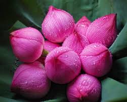 Flowers of vietnam has ascended from its status as a clandestine weekend only destination hidden inside one of detroit's few remaining original coney islands to become a vanguard leading the way in detroit's dining scene. The Symbol Of Vietnam Discover Halong