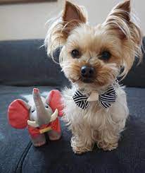 Available Puppies Dreamlandyorkiepuppies Yorkie Puppy Yorkie Puppies For Adoption Puppies