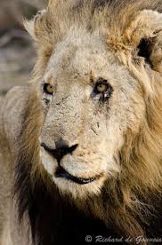 A young hippo that did not made. The Legend Of The Mapogo Lions Africa Geographic