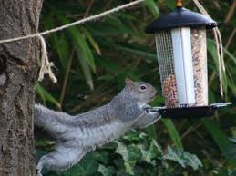 Squirrels can be a frustrating menace to any bird enthusiast by stealing food. How To Buy Or Make A Squirrel Proof Bird Feeder Dengarden