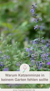Katzenminze Tipps Zur Pflege Zum Schneiden Standort Und Sorten Katzenminze Pflanzen Garten Pflanzen