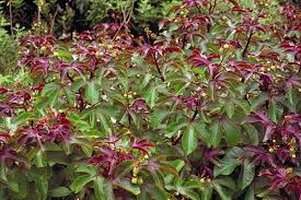 Image result for Jatropha gossypiifolia