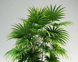 Image of گیاه نخل راپیس