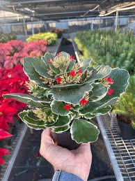 Image result for Kalanchoe