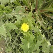 Image result for Lactuca indica