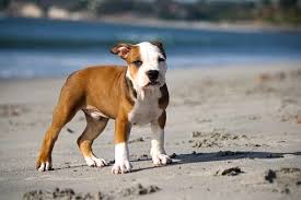 Lots of energy and lovable. Information About The Pitbull Boxer Mix Aimals