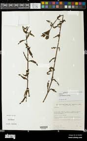 Image result for Enydra fluctuans