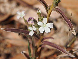 Image result for Buchnera buchneroides