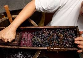 Cat se lasa fructele la fermentat pentru tuica. Cum Se Scurge Vinul DupÄƒ Fermentare Cat DureazÄƒ FermentaÈ›ia Vinului